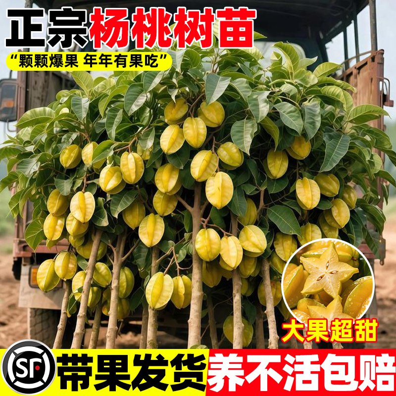 杨桃树苗果树结果四季甜杨桃台湾