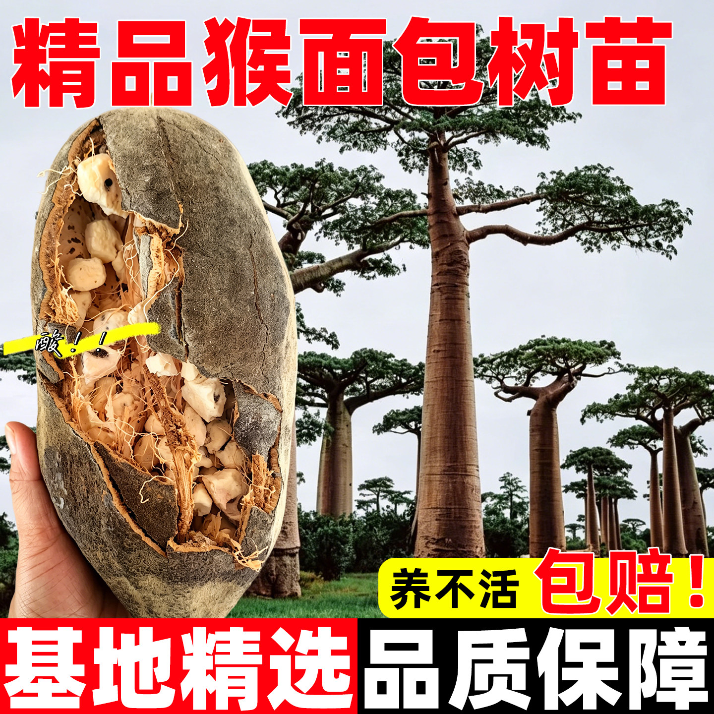猴面包果树苗猢狲木猴盆栽名贵耐寒地栽酸瓠马槟榔面磅面包树果苗