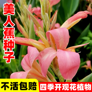 美人蕉种子红艳蕉小花美人蕉花种籽子小芭蕉黄花庭院室外易活花籽