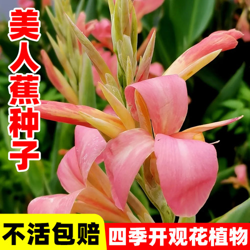 美人蕉种子室外易活花籽
