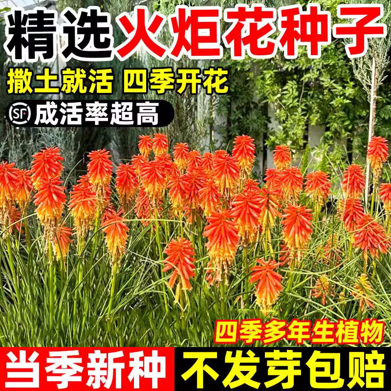 火炬花种籽耐寒春秋季播红火棒火把莲种子多年生室外阳台盆栽地栽