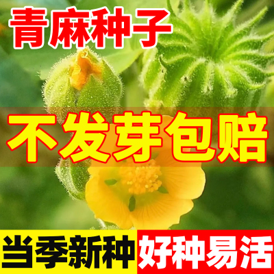 青麻种子四季种植阳台庭院种植