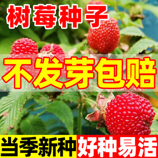 树莓种子野草莓覆盆子种子野生果蓬空肚莓泡托根树莓刺泡果药材籽