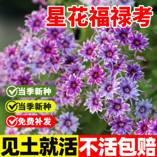 星花福禄考种子混色四季种室外春季秋季好播易种庭院花园花卉种子