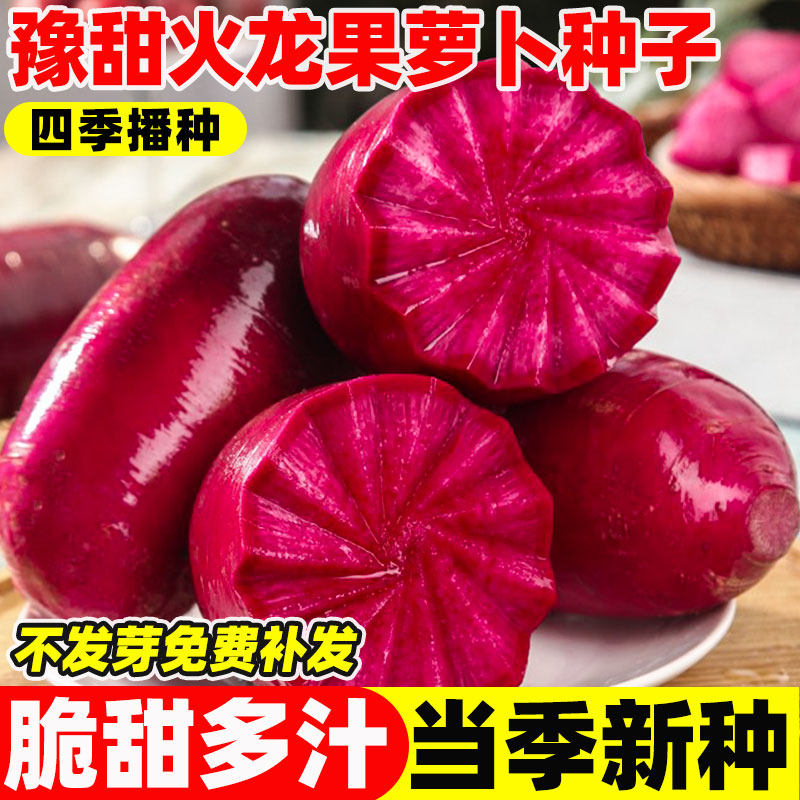 豫甜火龙果萝卜种子四季凤梨水果萝卜种籽红心红皮脆甜盆栽蔬菜苗