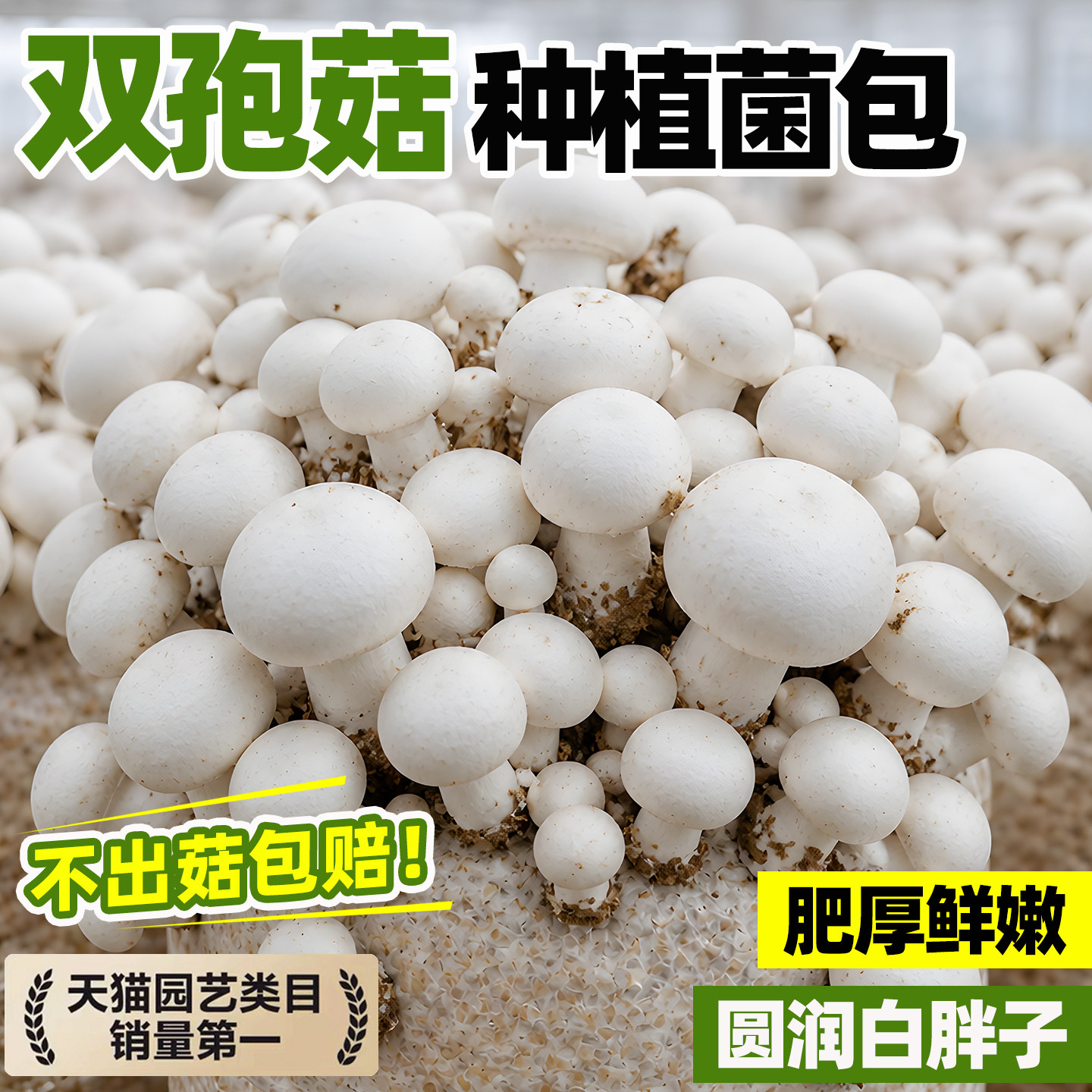 双孢菇蘑菇种植包菌丝饱满食用菌种菌包四季种植阳台庭院口蘑菌种
