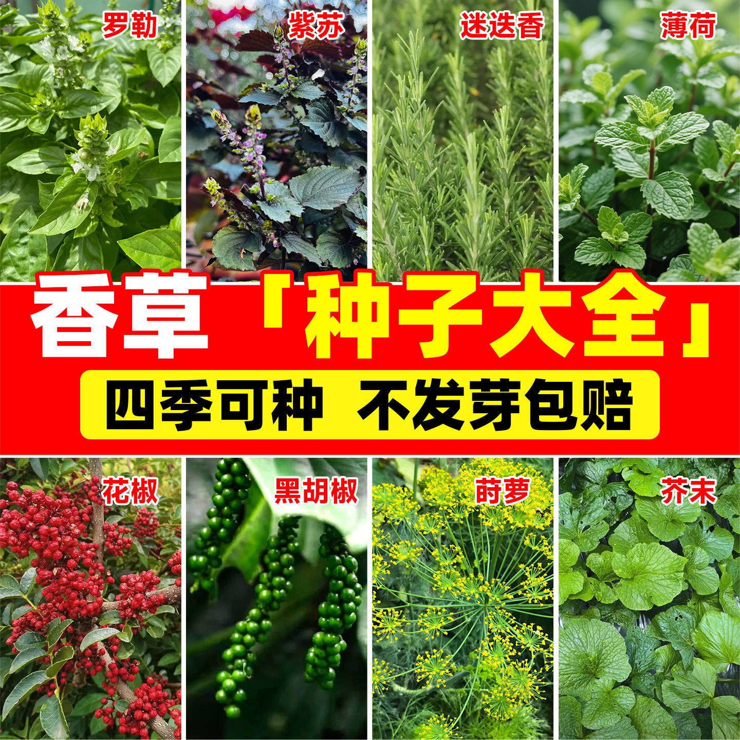 香草种子大全盆栽调料种孑四季高图片