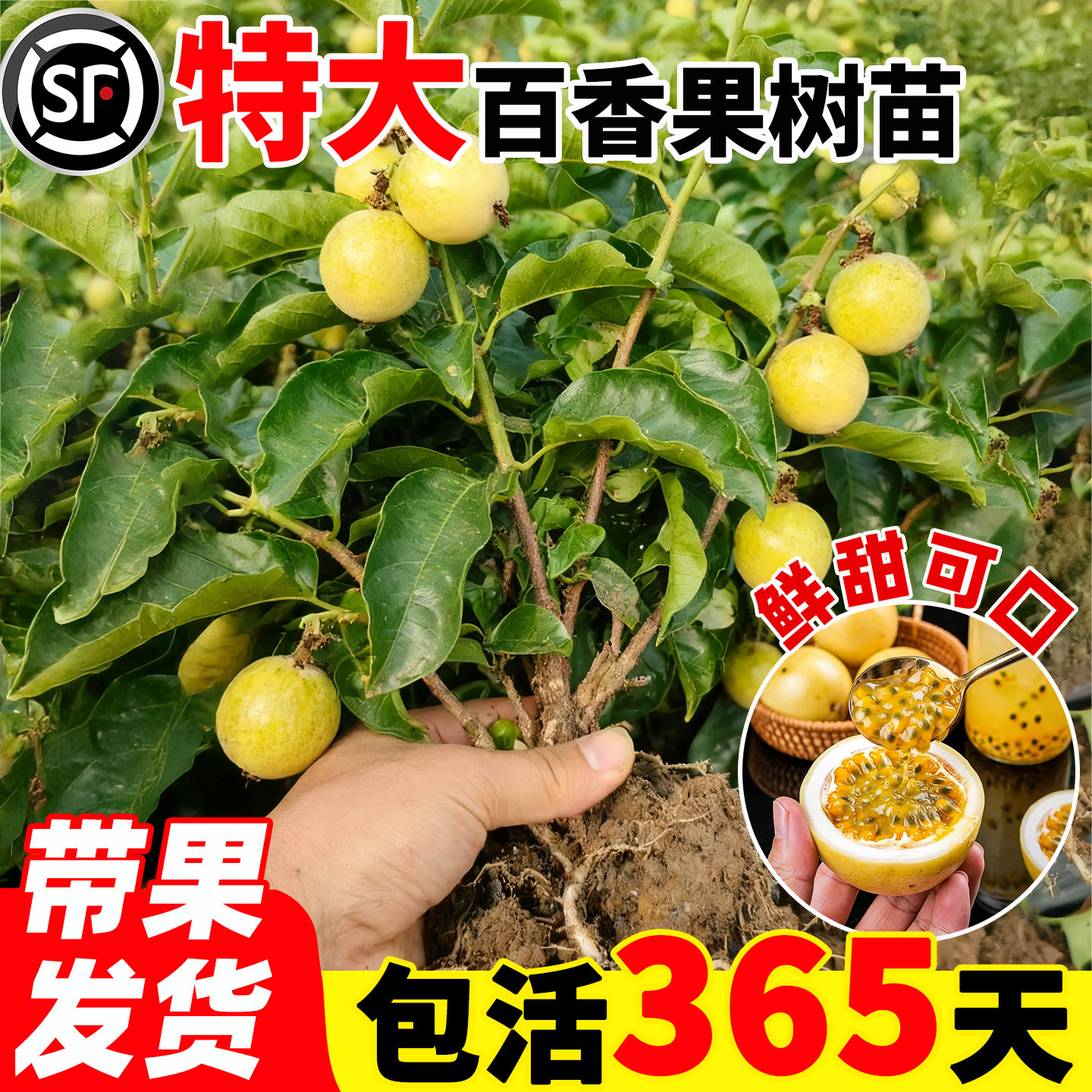 百香果树果苗广西纯甜图片