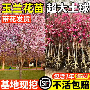 玉兰花树苗红白紫玉兰树带花苞室外矮化庭院盆栽多季开花绿化大树