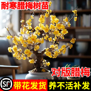 腊梅树苗高杆盆景嫁接地栽原生北方耐寒红梅绿梅小苗老桩梅花腊梅