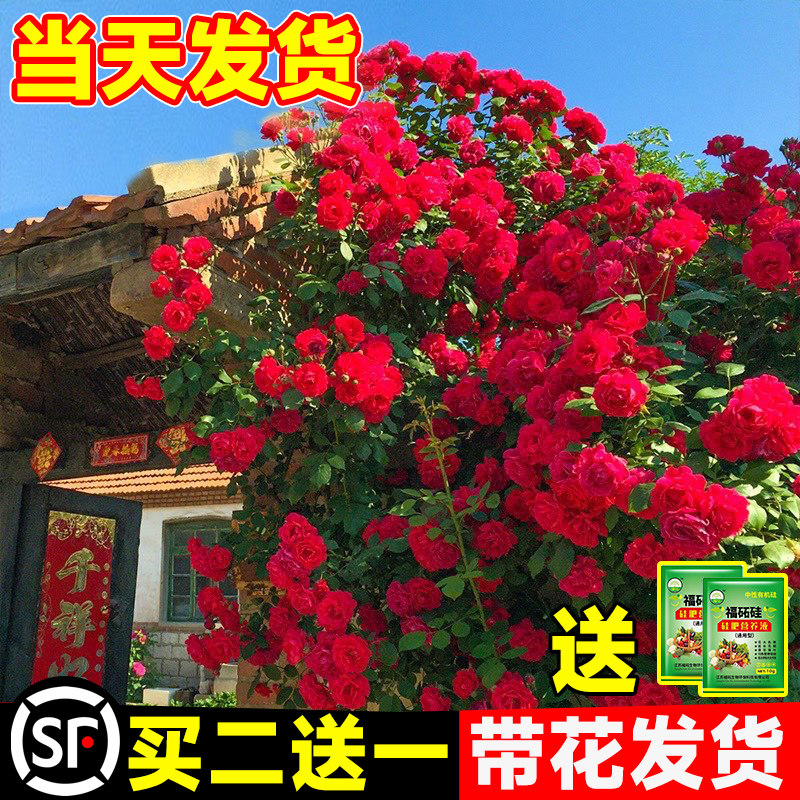 红木香四季开花苗爬藤植物甜蜜黄木香花庭院阳台无刺蔷薇盆栽花卉,鲜花速递/花卉仿真/绿植园艺,月季/蔷薇/玫瑰,淘宝优惠券,粉丝福利购,淘宝优惠卷