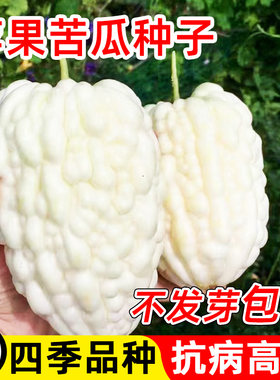 苹果苦瓜种子白籽四季孑春