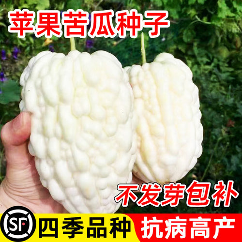 苹果苦瓜种子白籽四季孑春