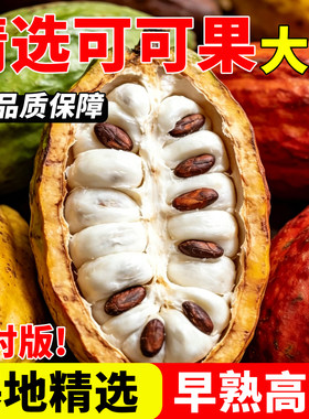 海南可可苗可可果苗果树苗盆栽