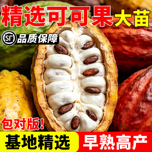 海南可可苗可可果苗果树苗盆栽