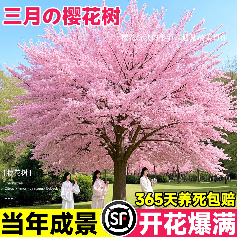 樱花树苗庭院大树耐寒矮化晚樱图片