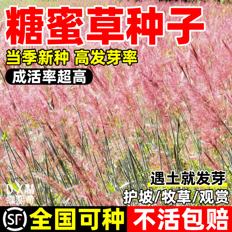 糖蜜草种子耐寒四季南北方种植牧草种籽护坡固土花园配景观赏草籽