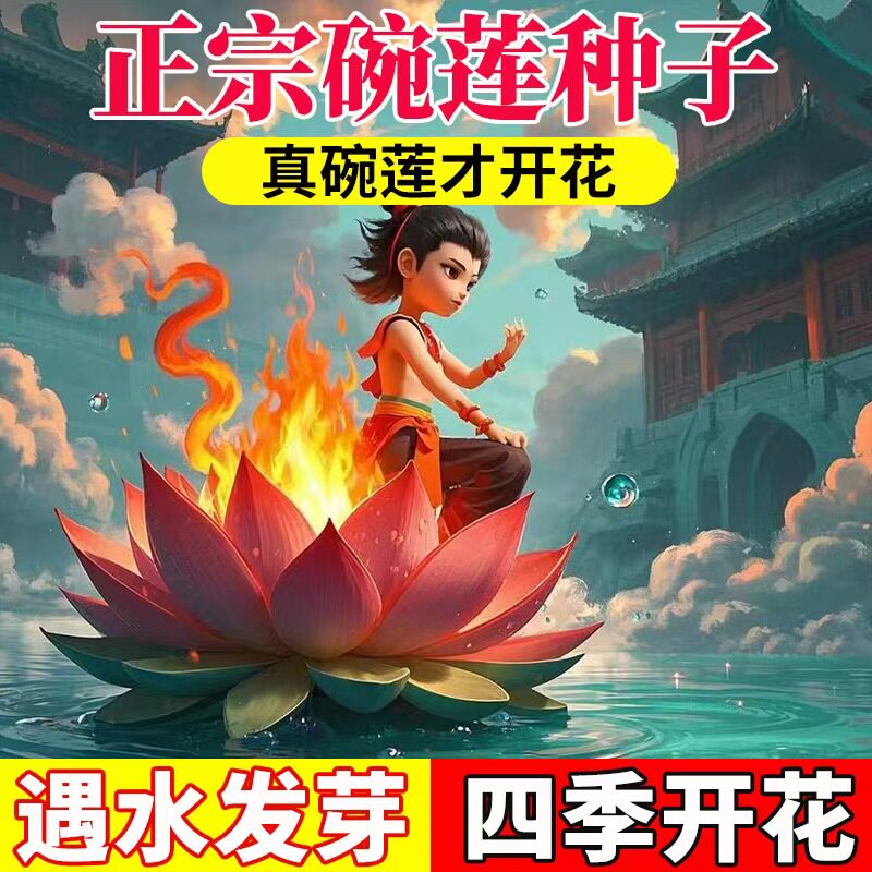 四季易活植物水培碗莲种籽孑睡莲荷花开口七彩盆栽开花真碗莲种子