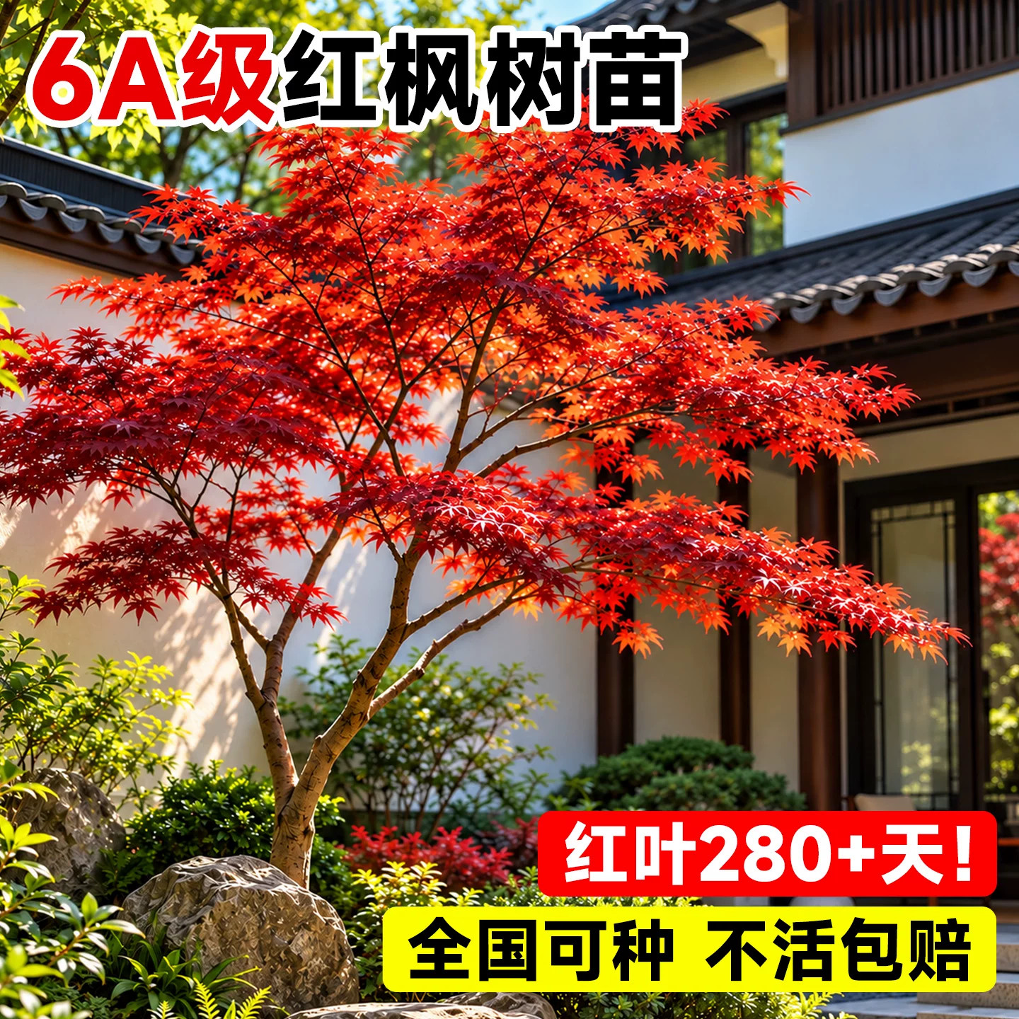 中国红枫树苗四季红红舞姬鸡爪槭