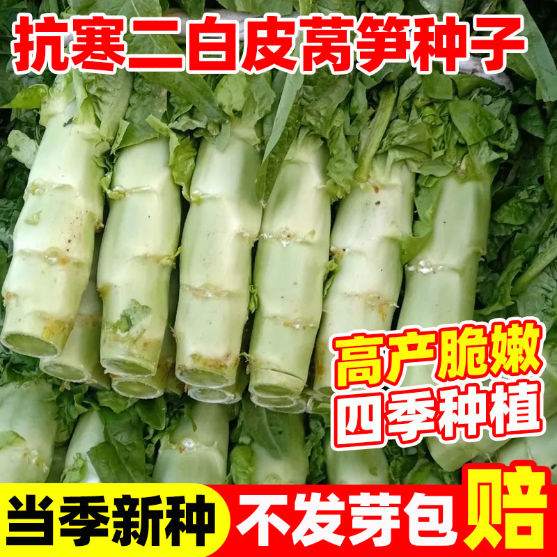 抗寒二白皮莴笋种子青皮青肉