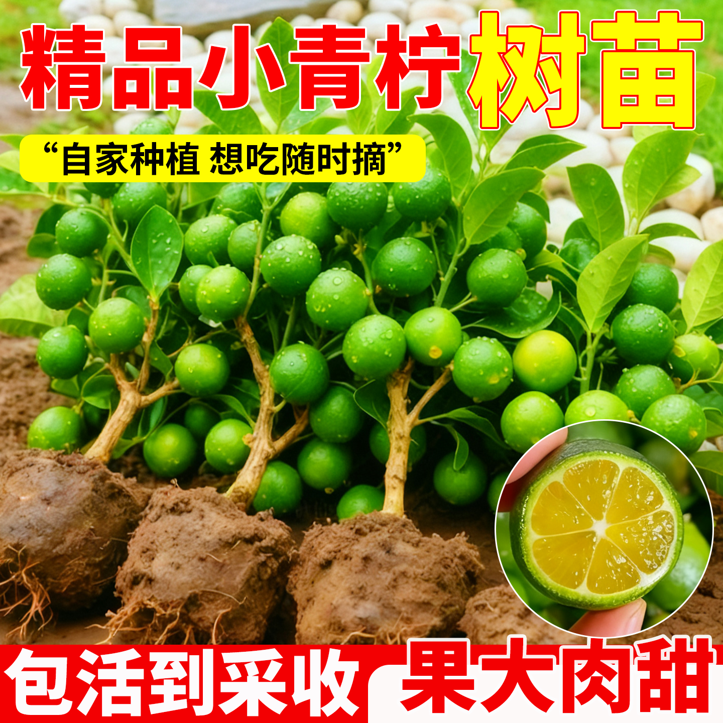 海南小青柠树苗带果香水柠檬树南方北方室内客厅金桔盆栽果树果苗