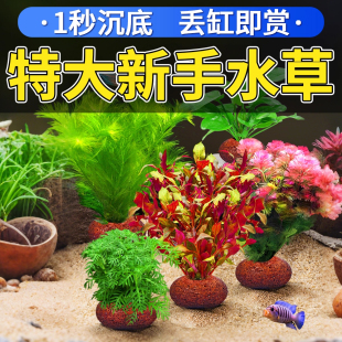 火山石水草植物鱼缸造景水培阴性蜈蚣草绿菊真草摆件水族箱全套餐