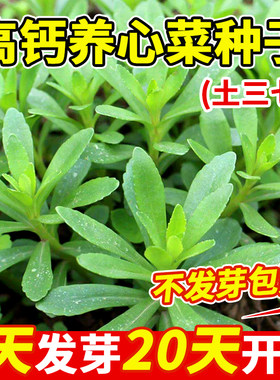 养心菜种子高钙四季蔬孑庭