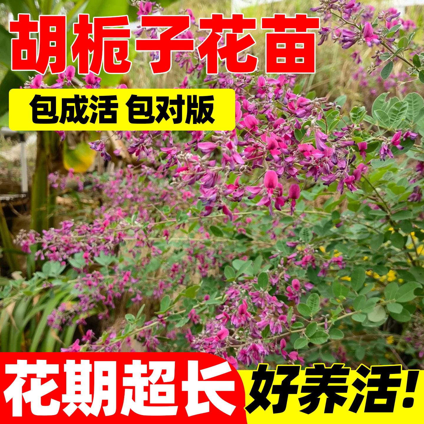 胡栀子花苗盆栽花园植物胡枝