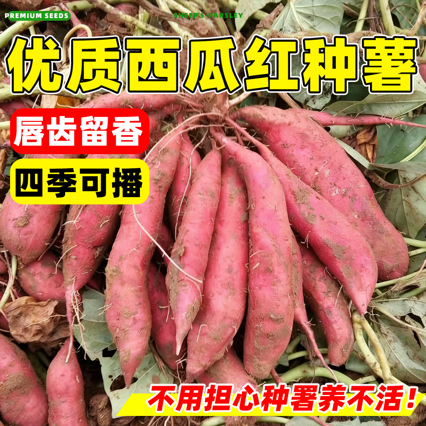 西瓜红种薯红薯种子蜜薯做种留种红心地瓜超甜育苗西瓜红红薯专用