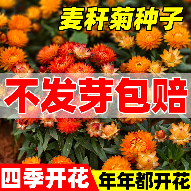 麦秆菊种子混色腊菊干花菊花籽景观绿化盆栽花卉阳台园艺切花观花