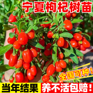 枸杞花苗盆景药用食用纯野生枸杞苗新疆黑枸杞苗宁夏枸杞树大树苗