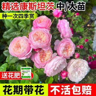 康斯坦茨月季大苗带花苞奥斯汀大花浓香玫瑰盆栽四季阳台庭院花卉