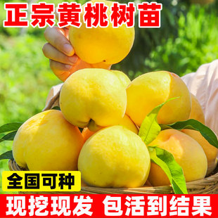 正宗黄桃果树果苗南北方庭院种植当年结果嫁接苗冬桃油桃树果苗