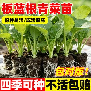 板蓝根青菜苗秧苗耐寒耐旱高产幼秧苗清甜无涩阳台庭院可载蔬菜苗