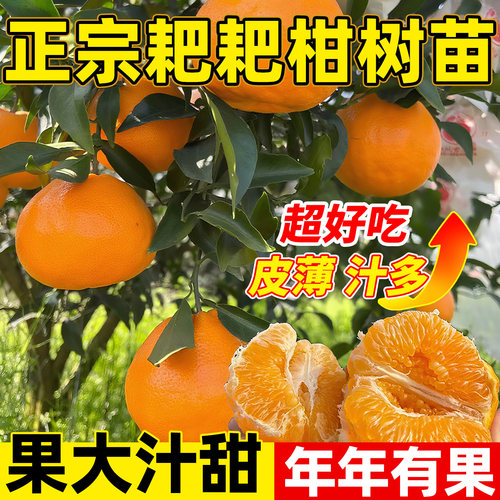 精品四川春见耙耙柑树苗嫁接丑橘