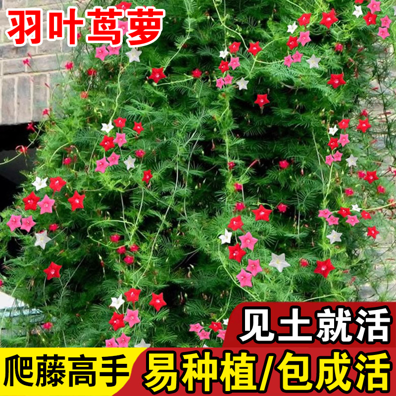 羽叶茑萝花种子籽爬藤花卉植物五角星花四季开花易活庭院阳台盆栽