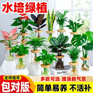 绿植小盆栽幼儿园好养活办公室桌面四季 种植水培植物绿萝室内花卉