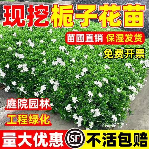 栀子花树苗大叶栀子花庭院园林工