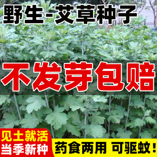 野生艾草种子大叶驱蚊可食用药用种籽艾靳艾青团四季种植高产青蒿