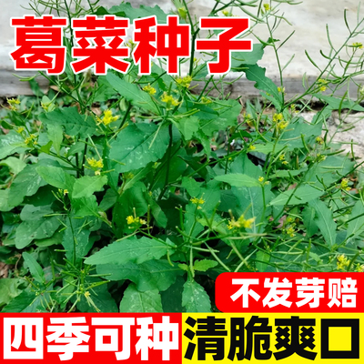 野生塘葛菜种子四季播野油菜