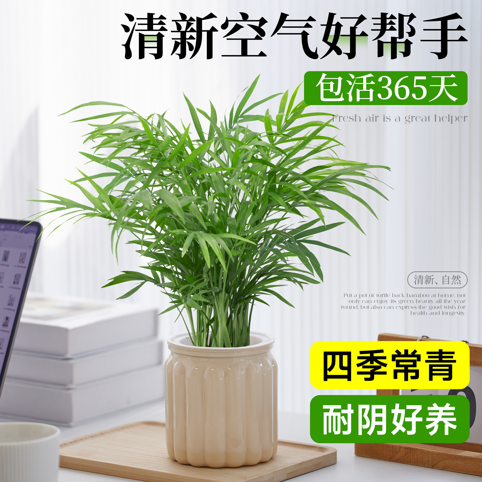 袖珍椰子水培植物盆栽室内绿植适合懒人养的植物净化空气四季常青