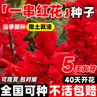 一串红花种子矮杆串串红花籽四季种易活开花室内外盆栽苗庭院花籽