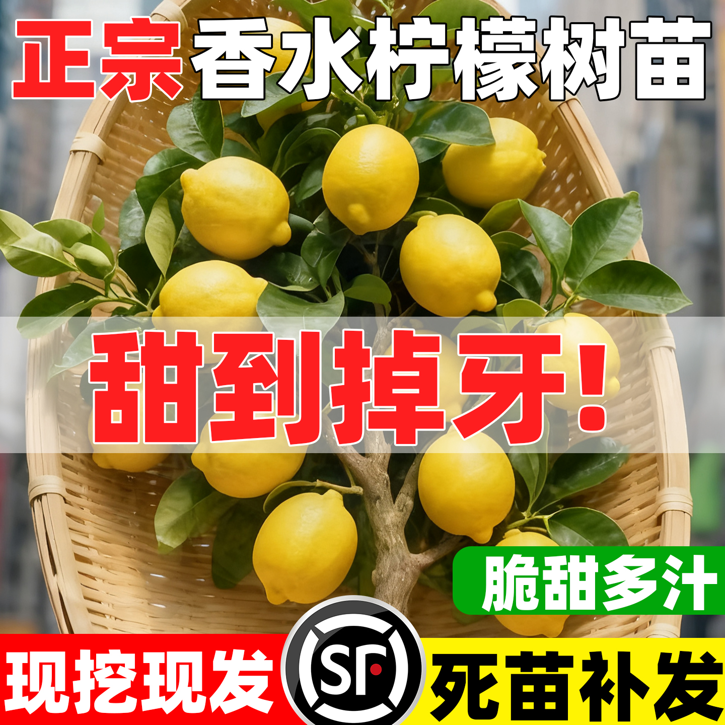 香水柠檬树苗盆栽带果室内室外结