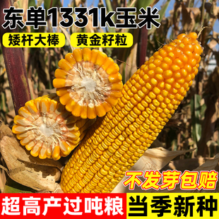 东单1331K玉米种子高产大棒国审矮杆饲粮大田玉米种籽耐旱抗倒伏