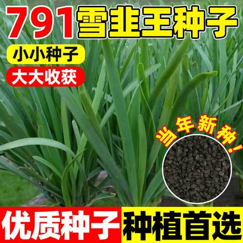791雪韭王韭菜种子四季韭菜种籽