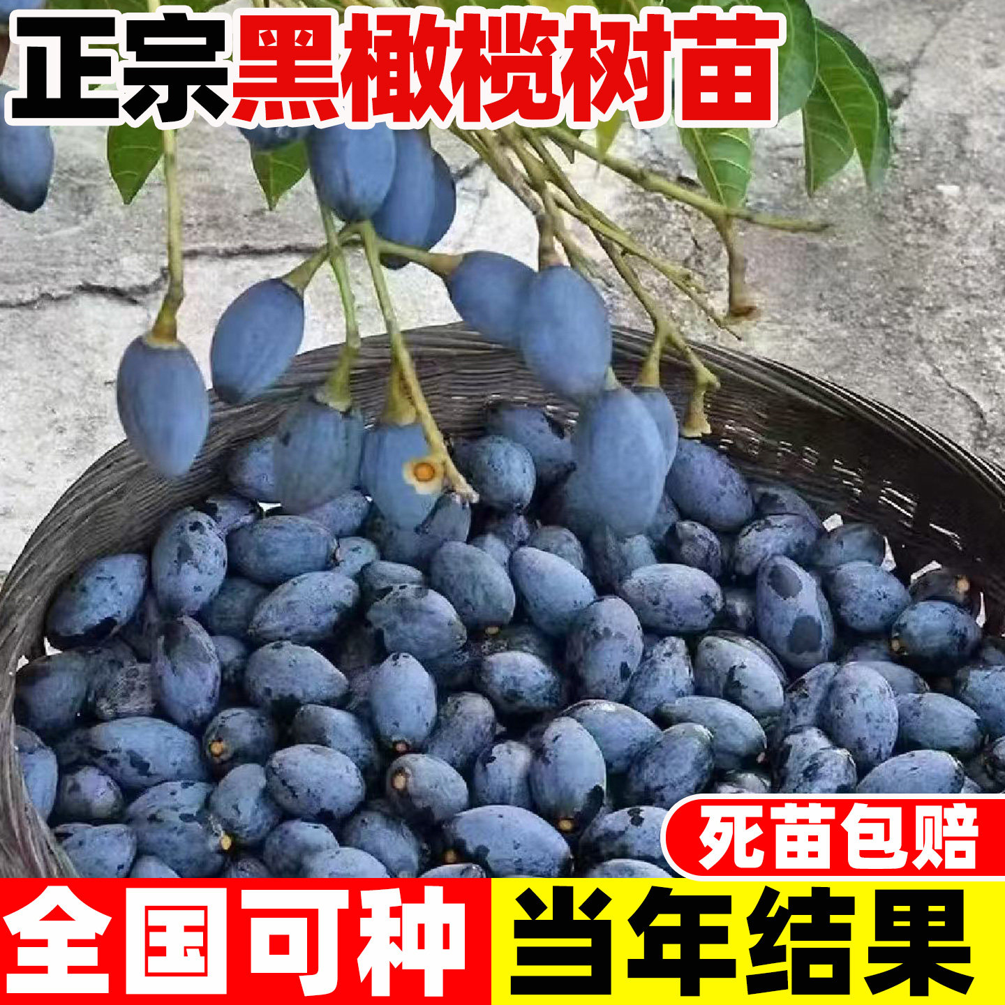黑橄榄树苗嫁接橄榄雕刻大核工艺图片