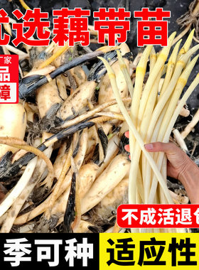 正宗藕带苗白玉簪莲藕种苗专产藕