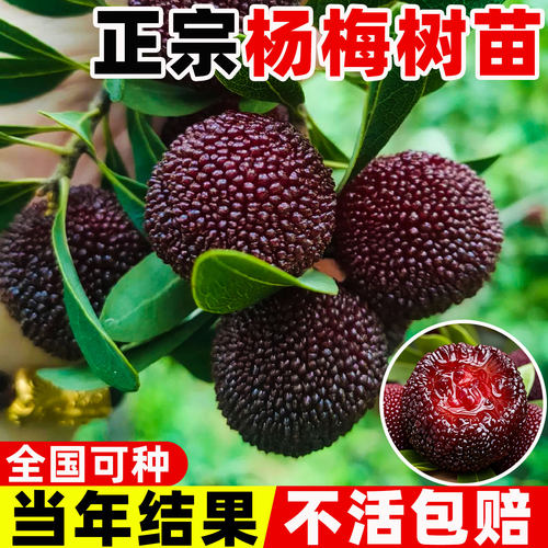 正宗东魁特大杨梅树东魁杨梅