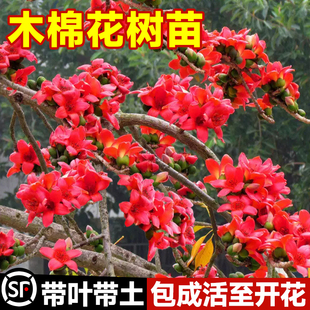 木棉花树苗红花美丽木棉庭院盆栽地栽四季风景树植物大腹老桩苗木