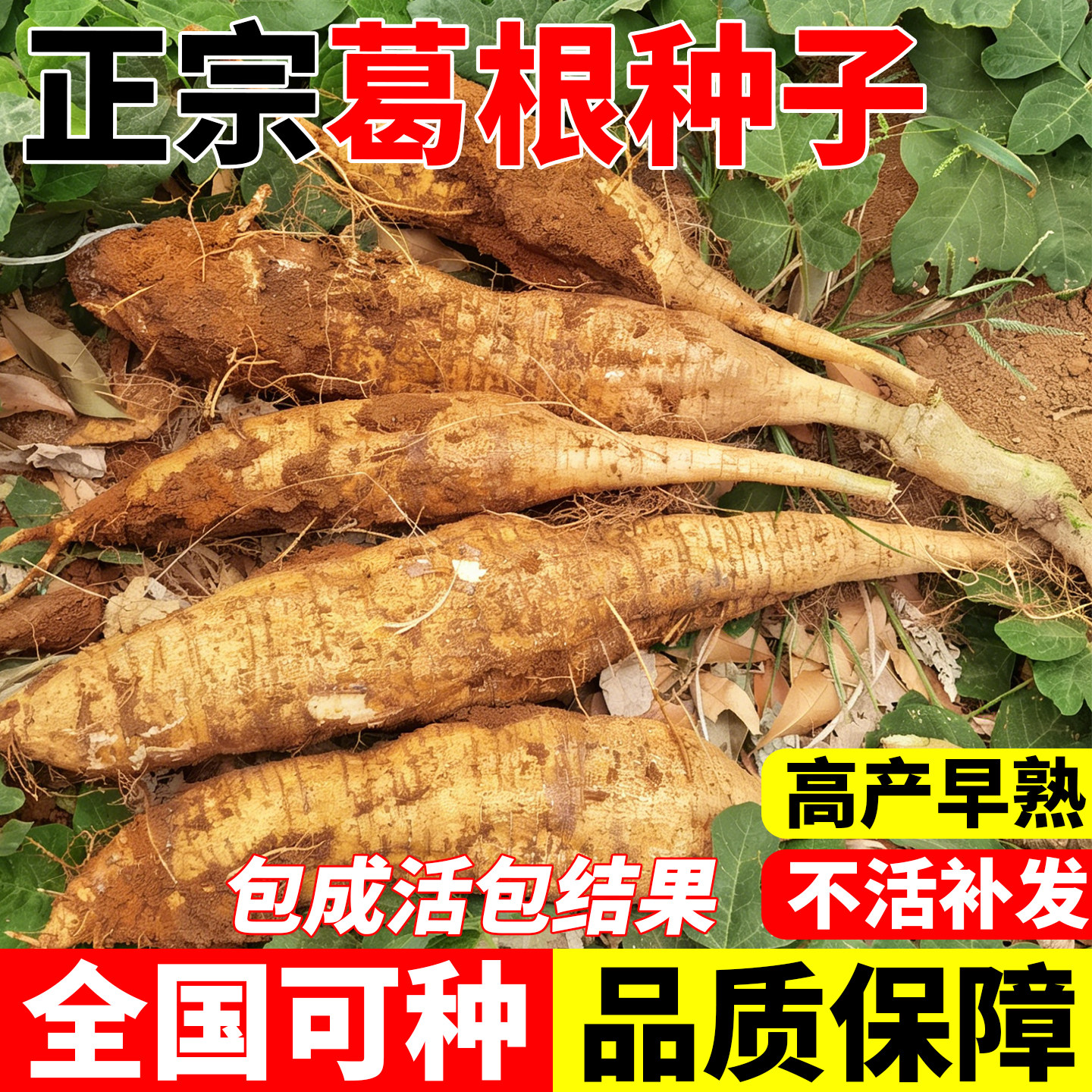 葛根种子四季种植易成活高产葛根种苗无渣粉葛沙葛药食两用大田苗